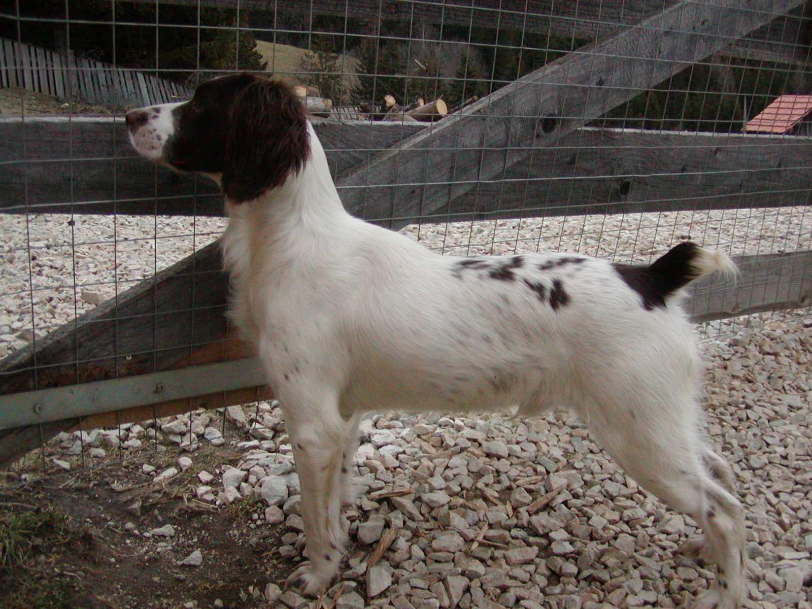 Jimmy wohnt in Niederösterreich