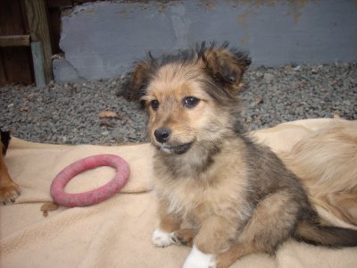 Lucy heisst Cookie und wohnt in der Steiermark