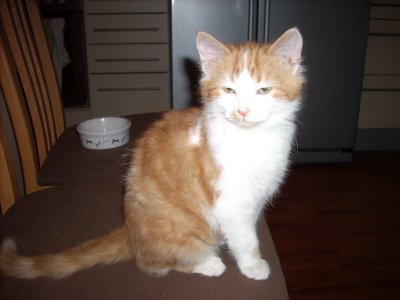 Asterix wohnt in Kärnten