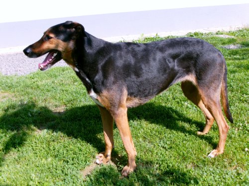 Whoopy wohnt in der Steiermark