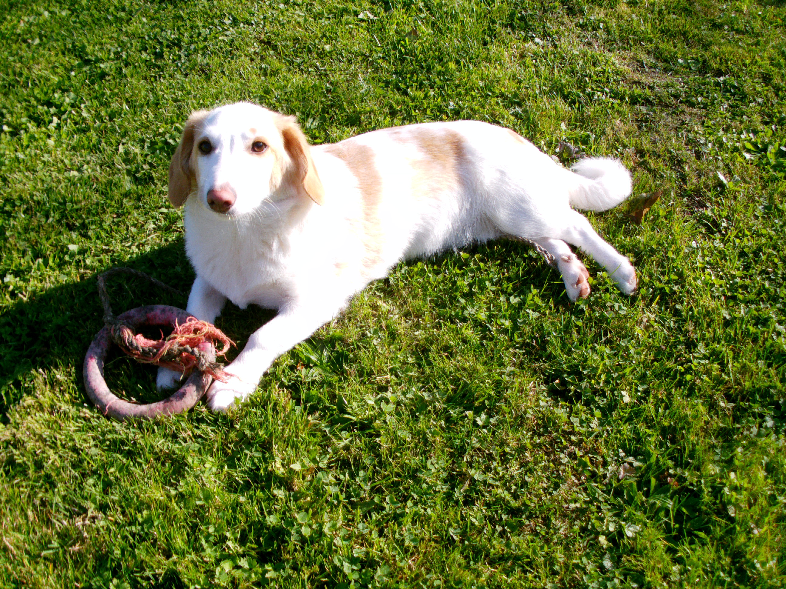 Boomer wohnt in der Steiermark