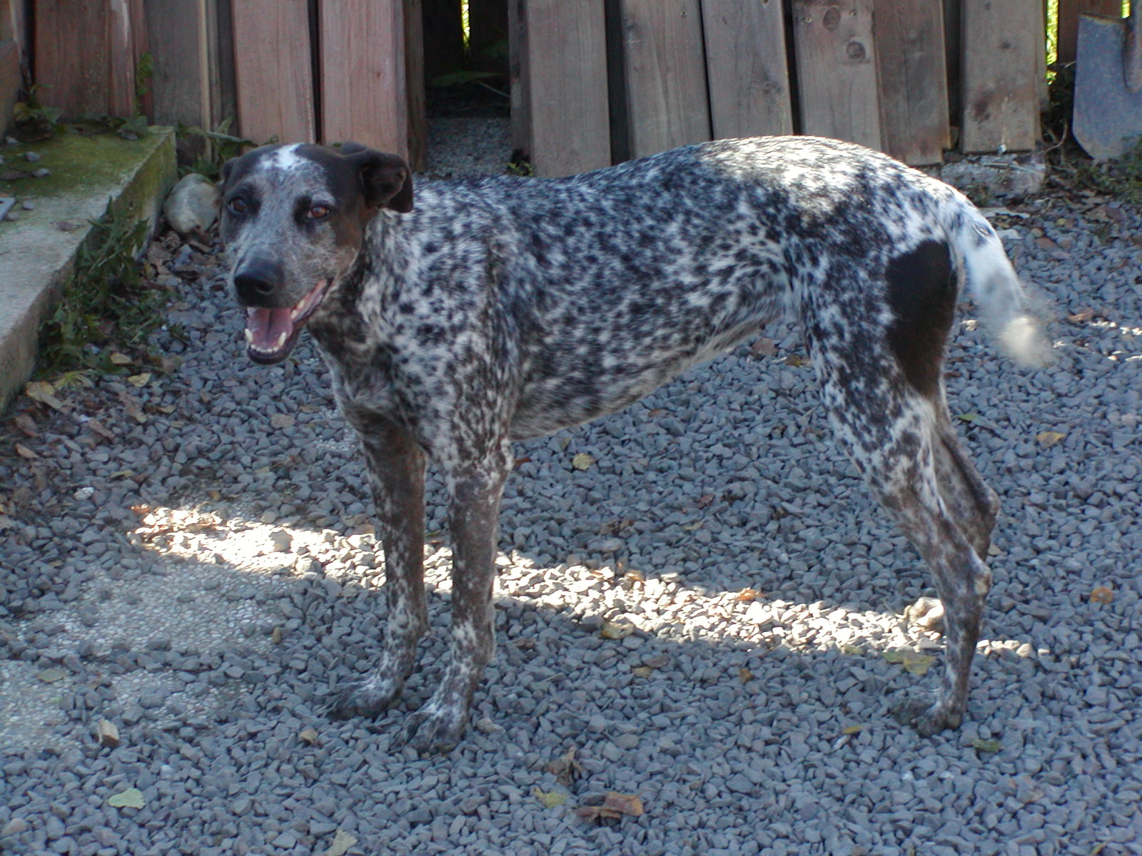 Luna wohnt in der Steiermark