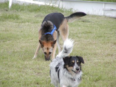 Amy (vorne) und Xena (hinten)