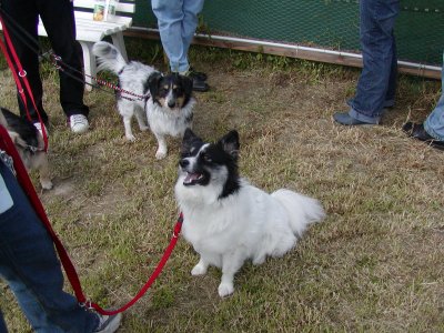 Ari (vorne) und Amy (hinten)