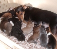 Daisy und die Babies