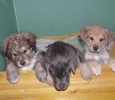 Davis, Darik, Darwin