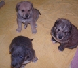 Darwin, Darik, Davis