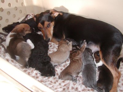 Daisy und die Babies