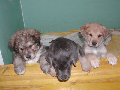 Davis, Darik, Darwin