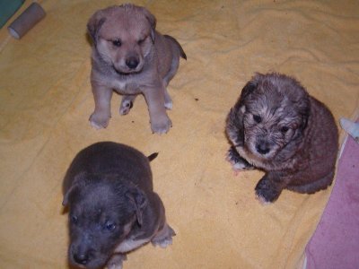 Darwin, Darik, Davis