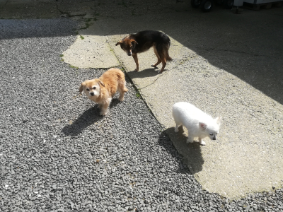 Lätti, Nelly und Feli