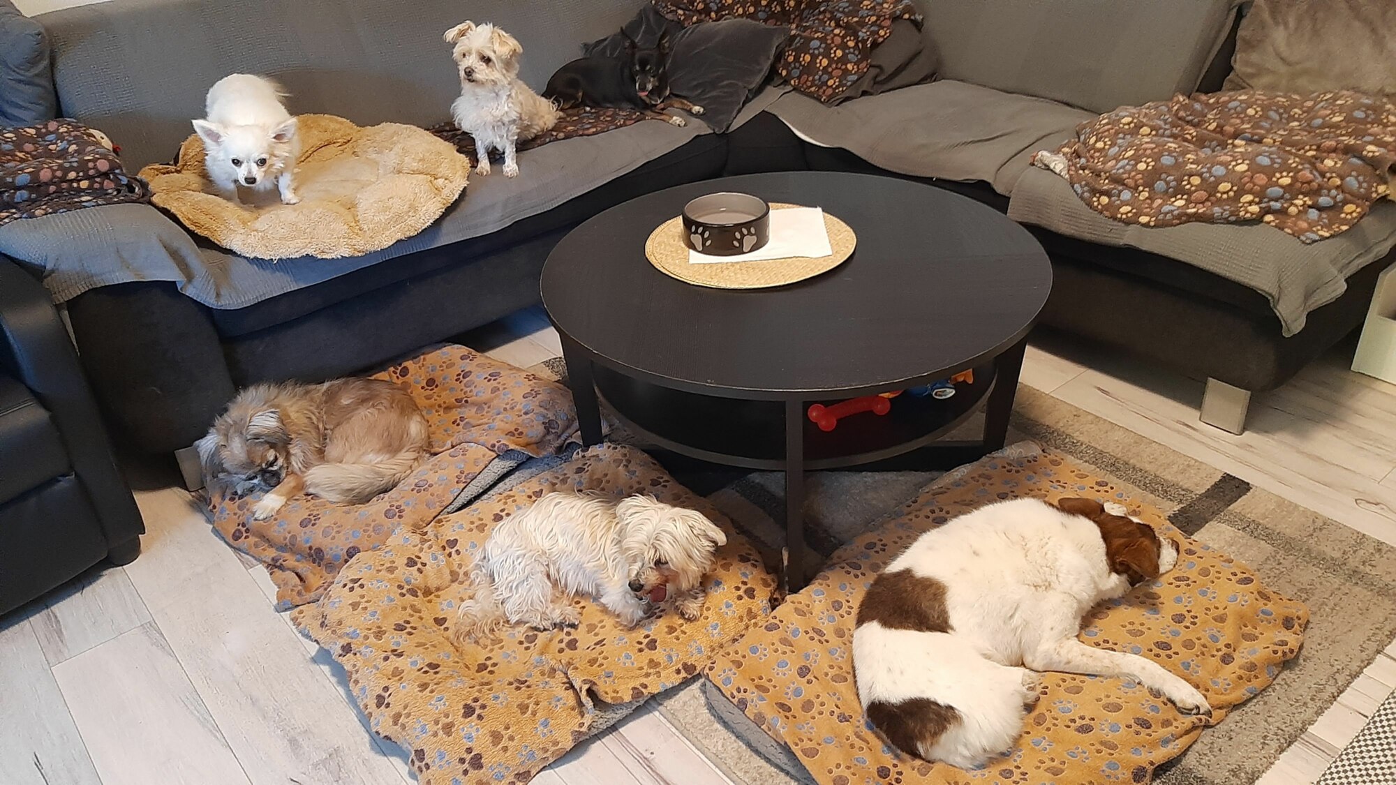 Lätti, Chelsea, Lilly (oben), Bigi, Trixi und Dora (unten)