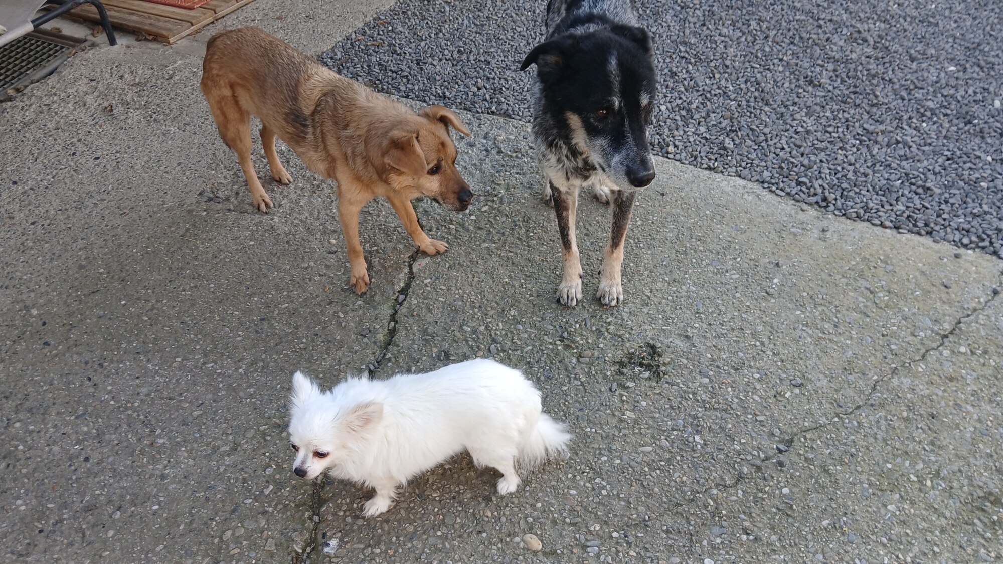 Balu, Elliot und Lätti