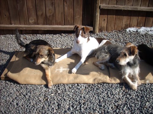 Feli, Dora und Snoopy