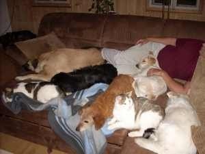 Hunde- und Katzencouch