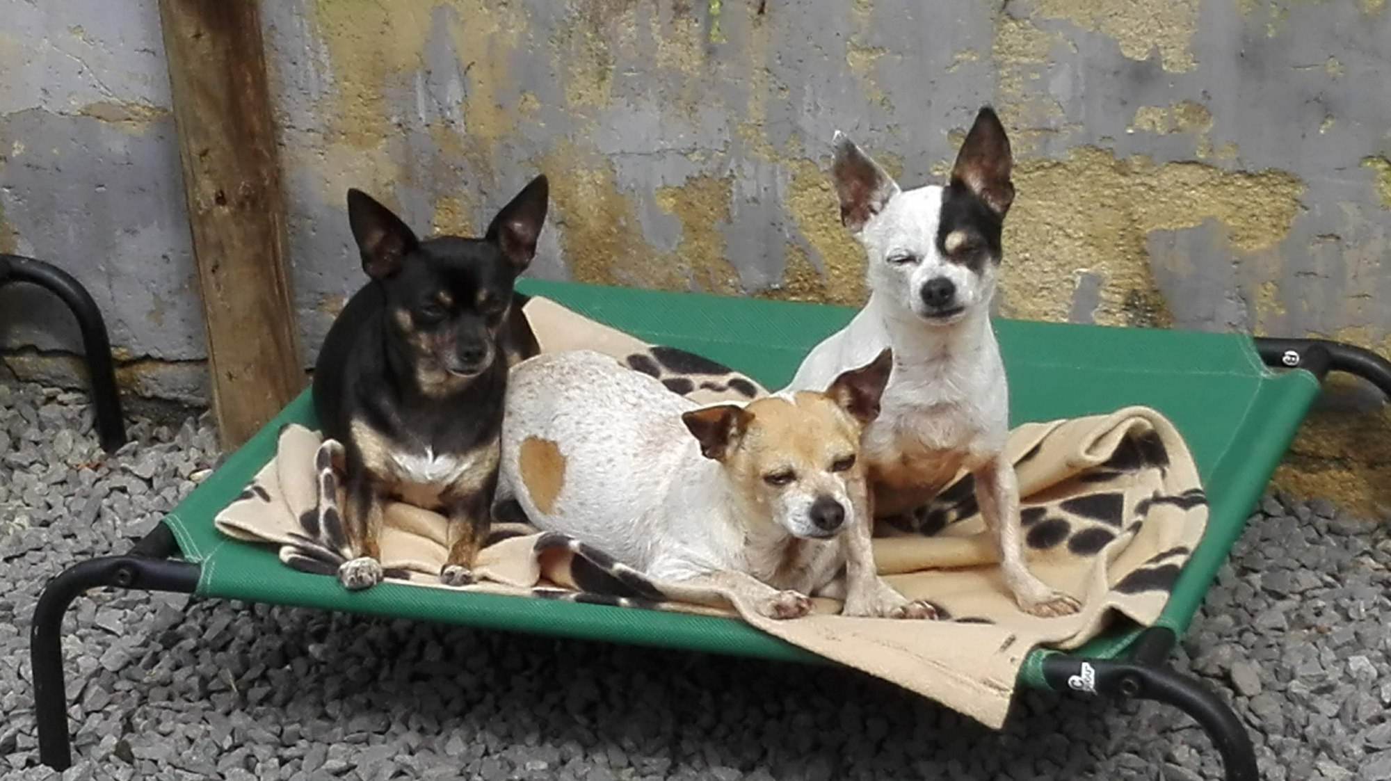 Chihuahua Gang