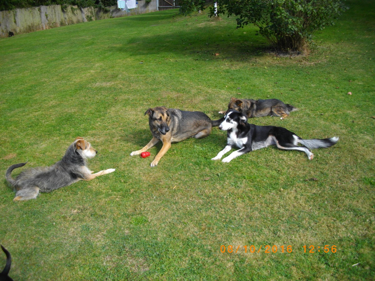 Snoopy, Micky, Lara, Feli