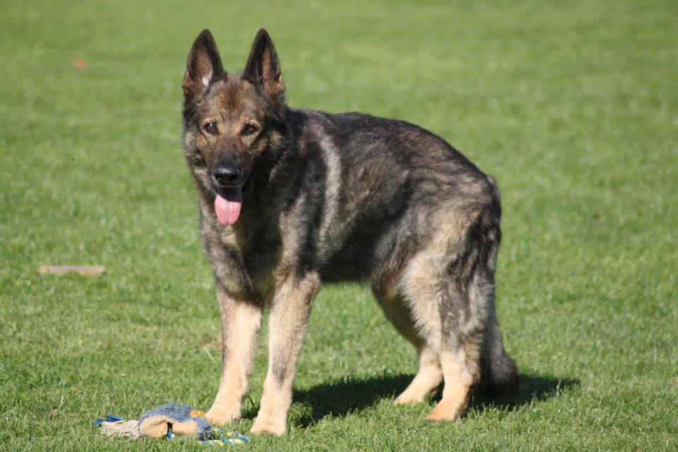 Akim von der Hornsburg