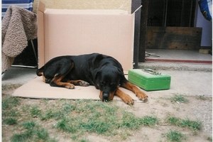 Carmen von der Schüttau, 